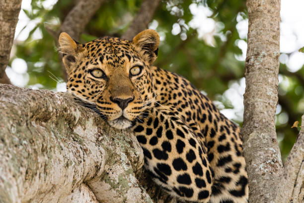 vista primo piano di un leopardo su un ramo di albero Kenya